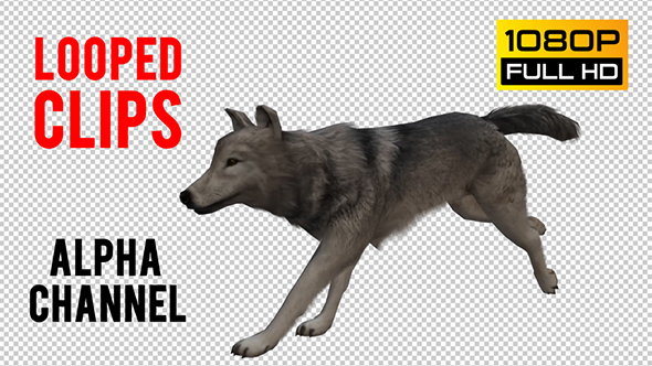 Wolf Looped 4 alt