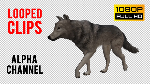 Wolf Looped 6 alt