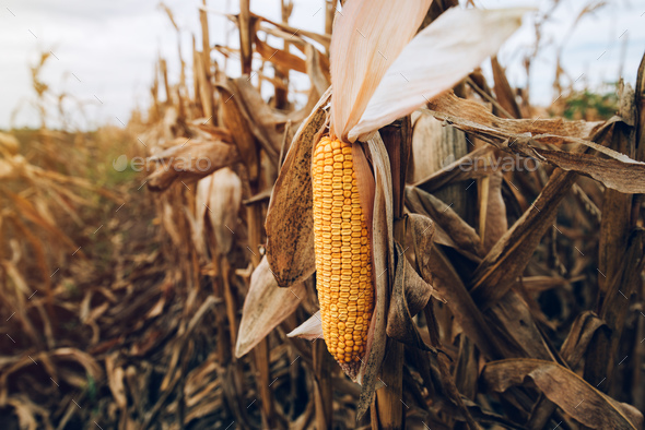 Harvest ready ripe corn maize cob in field