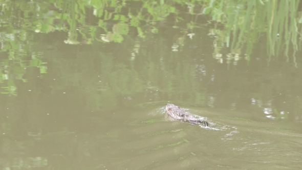 River Muskrat in the Pond
