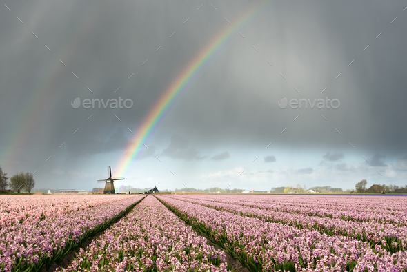 Rain and rainbow over a windmill with flowers