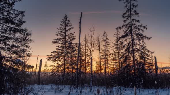 Time lapse of sunset in a pine winter forest.