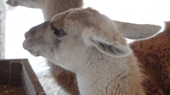 Cute Llamas Eating Vegetables