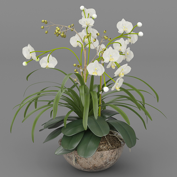 Vray Ready Flower Pot - 3DOcean Item for Sale