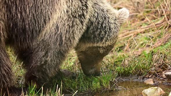 Inhabitants of the Carpathian forests, a brown bear grazing on a meadow, Synevirska Polyana Nature P