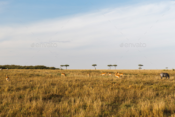 impala or antelopes grazing in savannah at africa - Stock Photo - Images