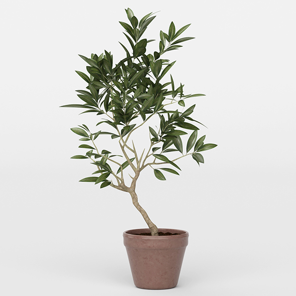 Vray Ready Potted - 3Docean 20716012