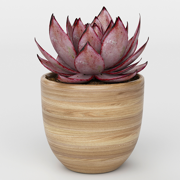Vray Ready Potted - 3Docean 20716098