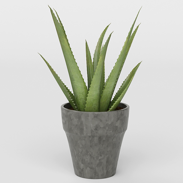 Vray Ready Potted - 3Docean 20716141