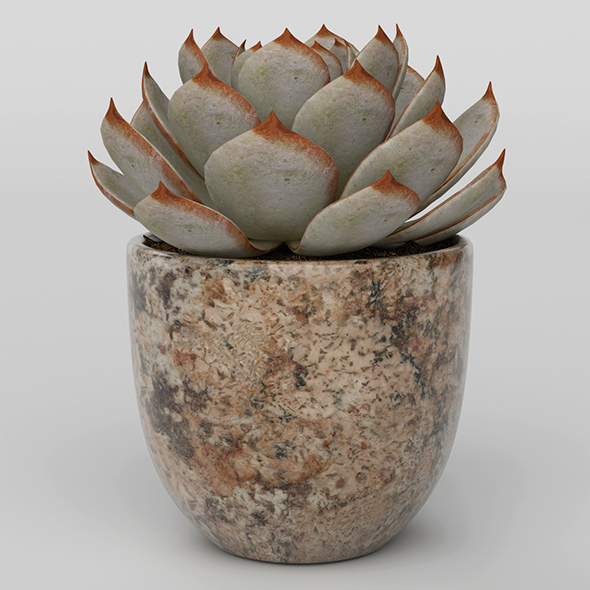 Vray Ready Potted - 3Docean 20716183