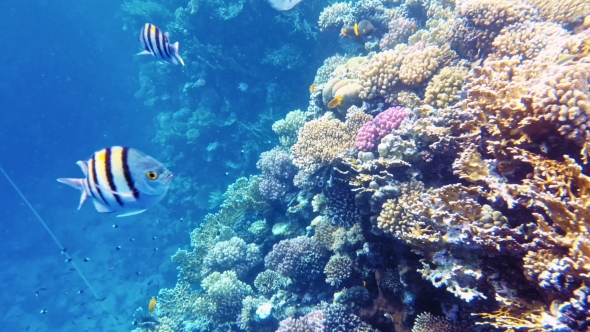 Tropical Fish and Colorful Coral Reef Underwater