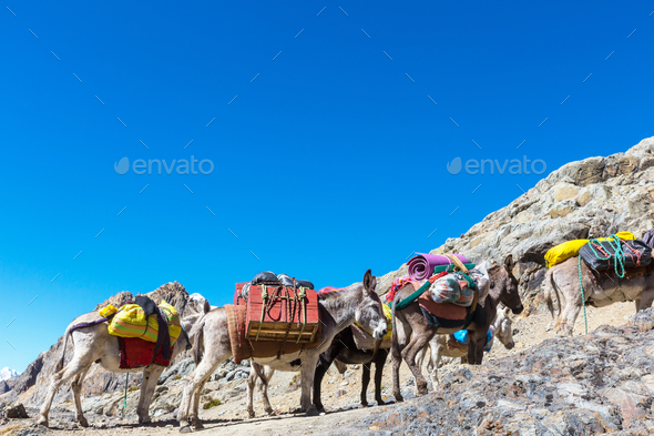 Caravan in Cordillera