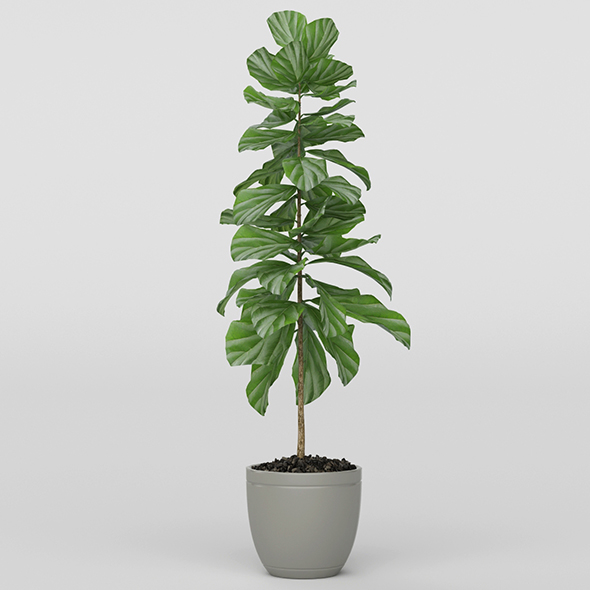 Vray Ready Potted - 3Docean 20717701