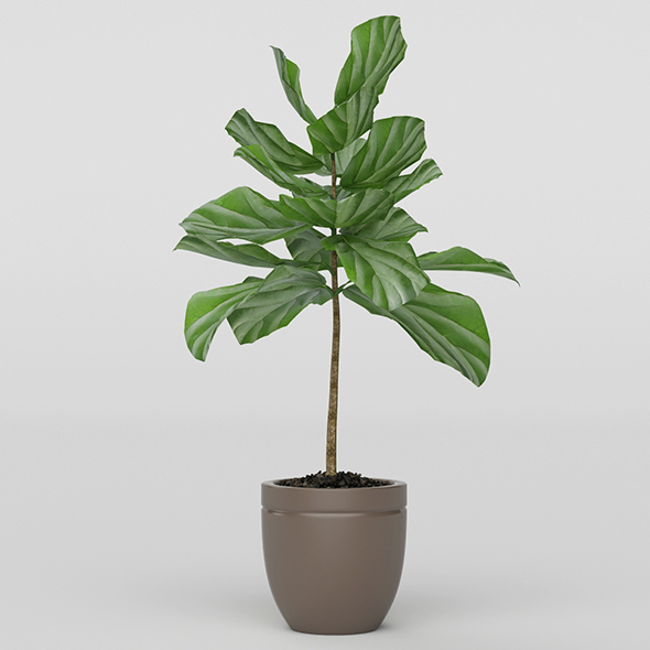 Vray Ready Potted - 3Docean 20717714