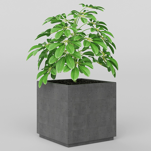 Vray Ready Potted - 3Docean 20717740