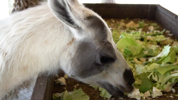 Cute Llamas Eating Vegetables