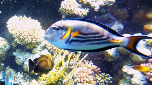Tropical Fish and Colorful Coral Reef Underwater