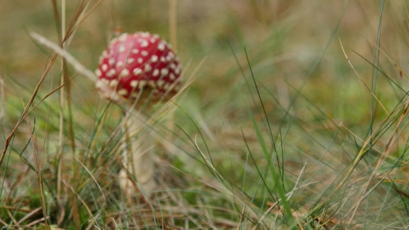 of a Amanita Poisonous Mushroom in Nature.
