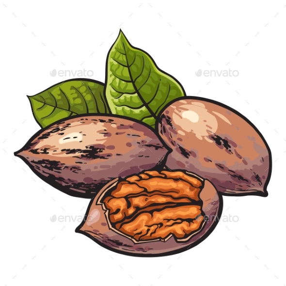 Whole and Half Shelled Walnuts with Green Leaves - Flowers & Plants Nature