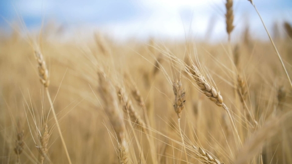 Golden Wheat Field and Blue Sky in