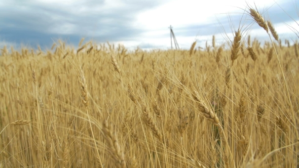 Golden Wheat Field and Blue Sky in