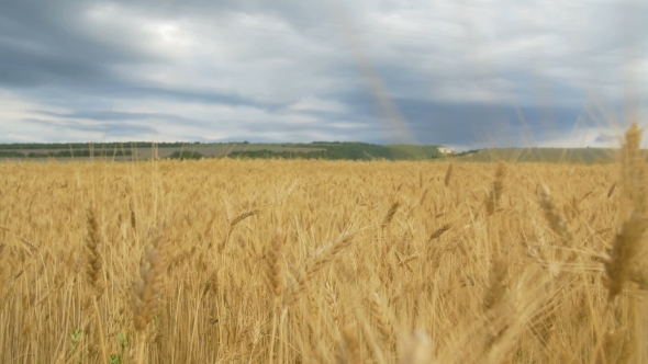 Golden Wheat Field and Blue Sky in