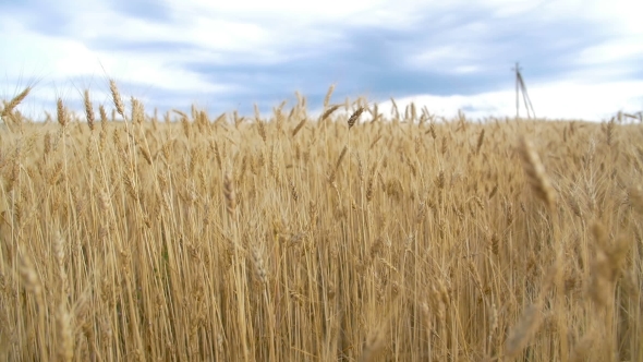 Golden Wheat Field and Blue Sky in