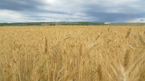 Golden Wheat Field and Blue Sky in