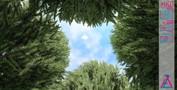 Fir And Sky