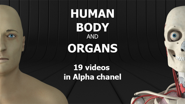 Human Body and Organs