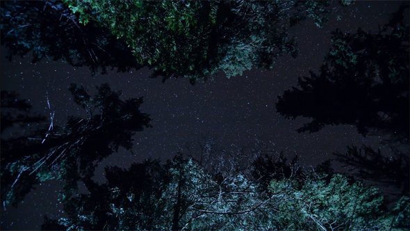 Night Sky with Trees During a Party Around a Fire