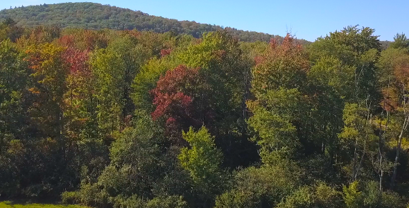 Vermont fall forest