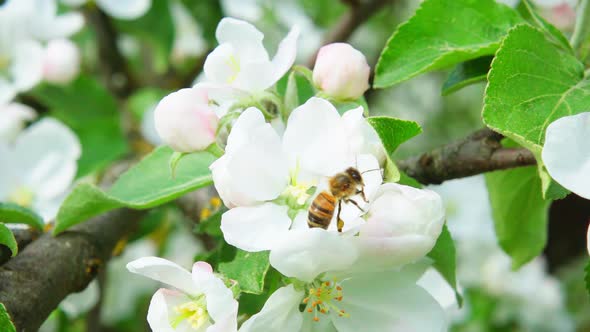 A bee collects nectar from an apple tree flower and flies away, slow motion 250fps alt