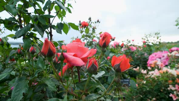 Beautiful delicate picturesque bush blooming roses on a summer day in the park. Rose garden. alt