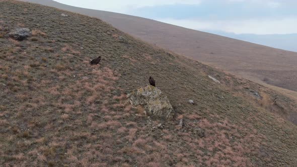 A Pair of Black Vultures Resting On The Hillside After Flying alt