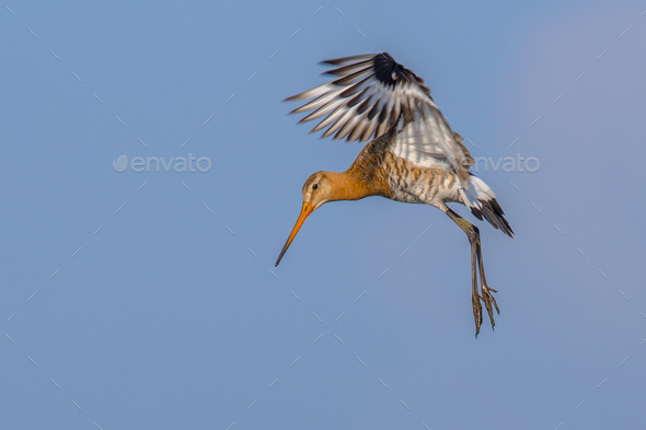 Black-tailed Godwit wader bird preparing for landing