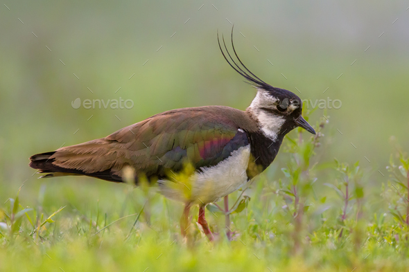 Male Northern lapwing in marshland habitat with fresh green back - Stock Photo - Images