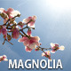 Magnolia Tree Flower - VideoHive Item for Sale