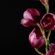 Cymbidium Orchid Flowers with Leaves Isolated on Black Background - VideoHive Item for Sale
