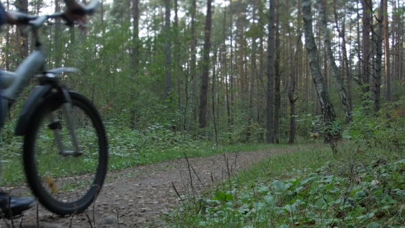 Rear View of Cyclist Cycling Through Forest on a Autumn Day