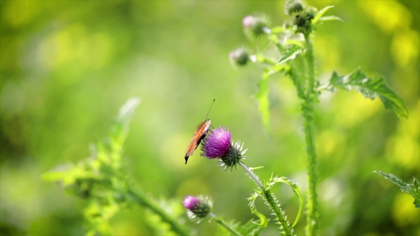 Butterfly  on a Flower in alt