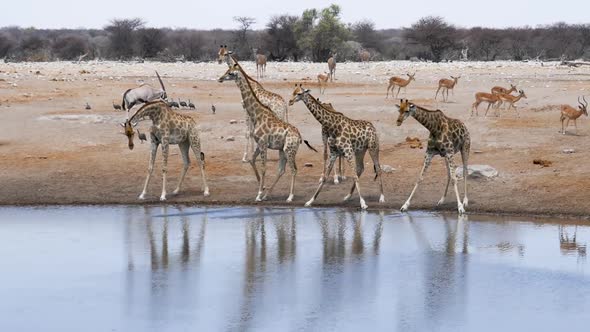 Giraffes Springbok Gemsbok Drink Water From A Small Pond In Etosha 