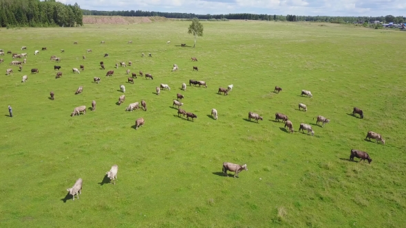 Aerial View of Herd of Cows at Summer Green Field in Russia