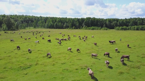 Aerial View of Herd of Cows at Summer Green Field in Russia
