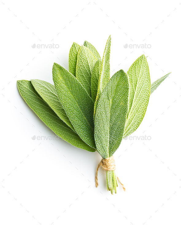 Salvia officinalis. Sage leaves. - Stock Photo - Images