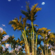 Tropical Forest and TimeLapse Clouds - VideoHive Item for Sale