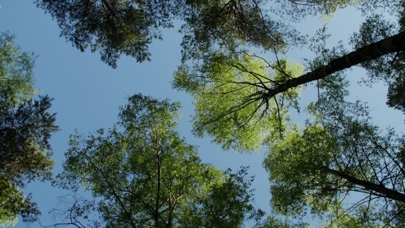 Variety Crowns of the Trees in the Spring Forest Against the Blue Sky with the Sun