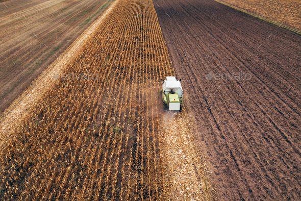 Corn maize harvest, aerial view of combine harvester