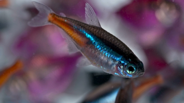 Many Aquarium Fish on White Background alt