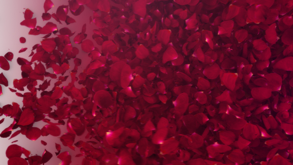 Petals Logo Reveal - VideoHive 20732892